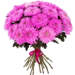 Хризантемы одноголовые розовые